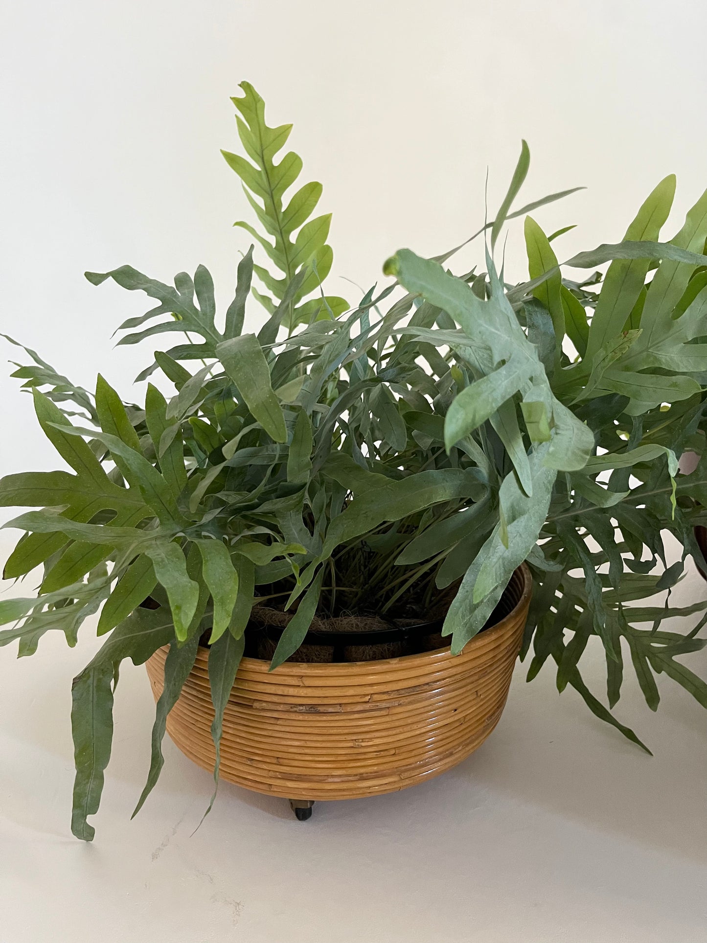 Vintage Italian Bamboo Planter