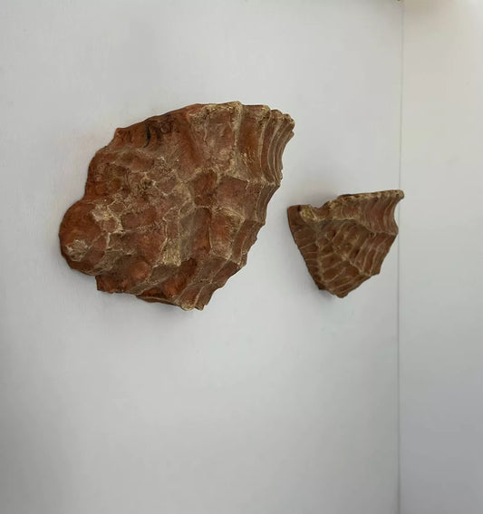 1970’s French Plaster Shell Wall Light - Two Available